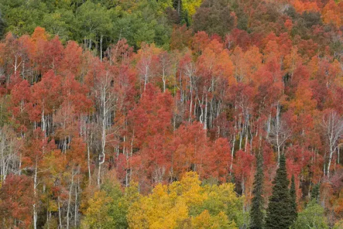 Framed Print : USA, Utah, Manti-La Sal National Forest. Autumn forest landscape Framed Print : USA, Utah, Manti-La Sal National Forest. Autumn forest landscape
