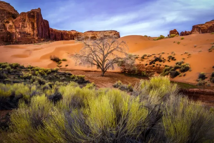 Framed Print : USA, Utah, Monument Valley. Landscape and dead tree. Credit as Framed Print : USA, Utah, Monument Valley. Landscape and dead tree. Credit as