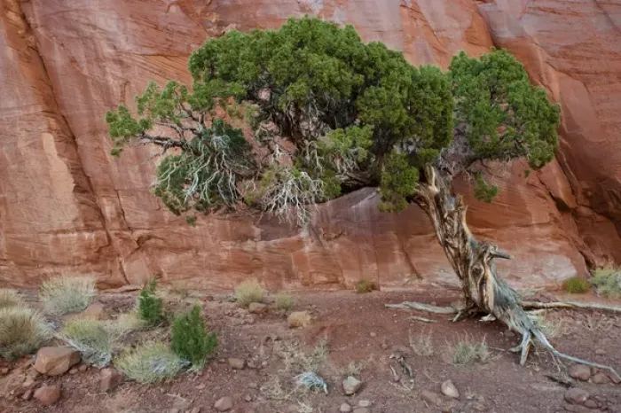 Framed Print : USA, Utah, Monument Valley Navajo Tribal Park. Old juniper tree survives in barren land Framed Print : USA, Utah, Monument Valley Navajo Tribal Park. Old juniper tree survives in barren land