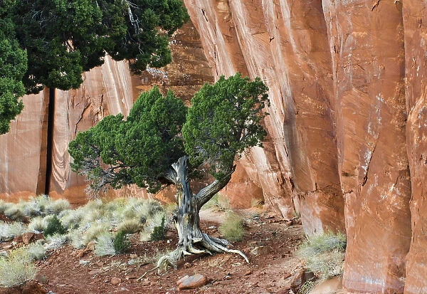 USA, Utah, Monument Valley Navajo Tribal Park. Juniper tree in sandstone canyon. Credit as
