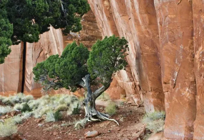 Framed Print : USA, Utah, Monument Valley Navajo Tribal Park. Juniper tree in sandstone canyon. Credit as Framed Print : USA, Utah, Monument Valley Navajo Tribal Park. Juniper tree in sandstone canyon. Credit as