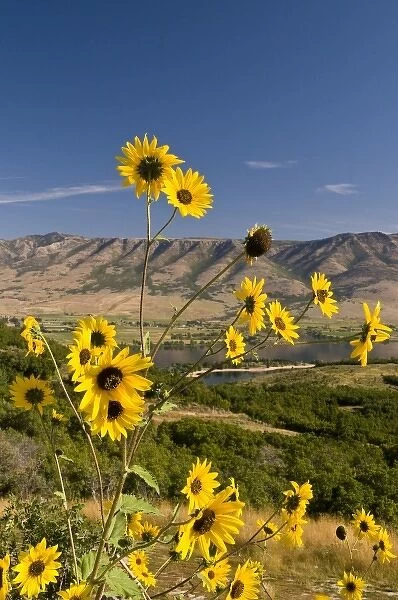 USA, Utah, Ogden. Sunflowers above Pineview Reservoir in Ogden Valley provides recration