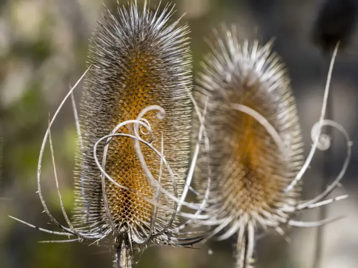 Framed Print : USA, Utah. A pair of dried thistle heads Framed Print : USA, Utah. A pair of dried thistle heads