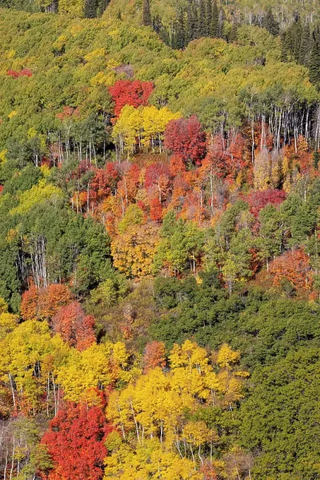Framed Print : USA, Utah, Park City. Aspen and maple in fall color on Wasatch Mountains hillsides Framed Print : USA, Utah, Park City. Aspen and maple in fall color on Wasatch Mountains hillsides