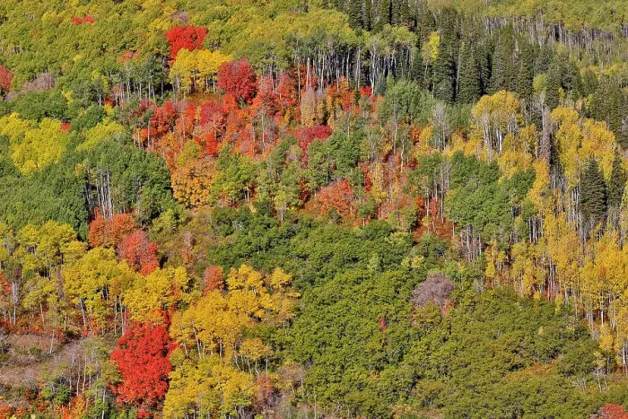 Framed Print : USA, Utah, Park City. Aspen and maple in fall color on Wasatch Mountains hillsides Framed Print : USA, Utah, Park City. Aspen and maple in fall color on Wasatch Mountains hillsides