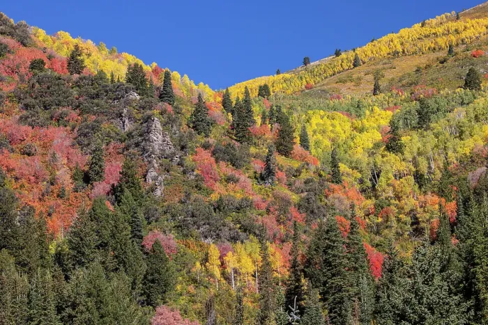 Framed Print : USA, Utah, Park City. Aspen and maple in fall color on Wasatch Mountains hillsides Framed Print : USA, Utah, Park City. Aspen and maple in fall color on Wasatch Mountains hillsides
