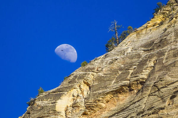 USA, Utah, Partial moon appears near the sandstone cliffs of Zion National Park