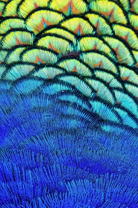 Framed Print : USA, Utah. Peacock feathers detail Framed Print : USA, Utah. Peacock feathers detail