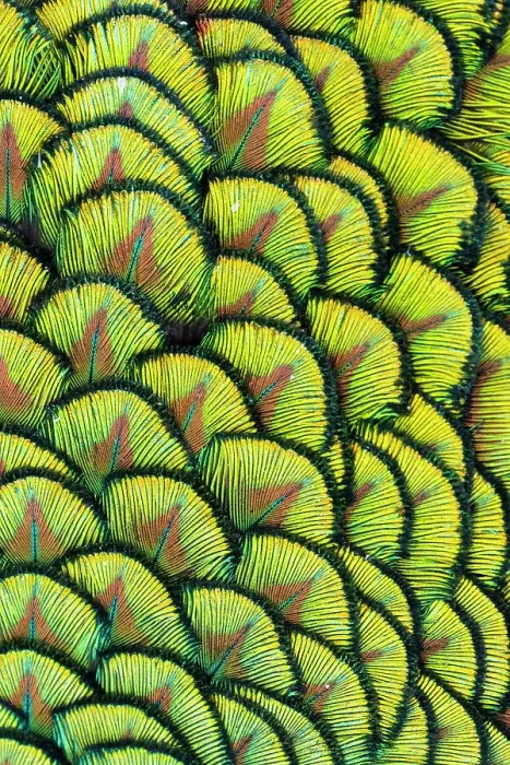 Framed Print : USA, Utah. Peacock feathers detail Framed Print : USA, Utah. Peacock feathers detail