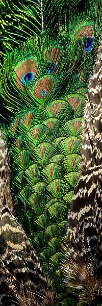 USA, Utah. Peacock feathers detail