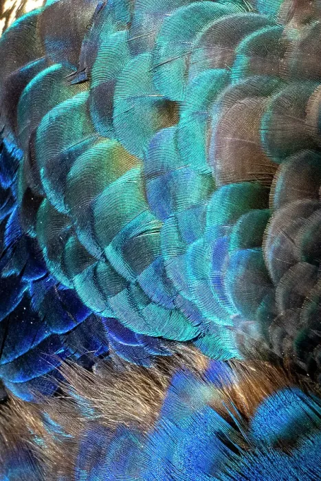Framed Print : USA, Utah. Peacock feathers detail Framed Print : USA, Utah. Peacock feathers detail