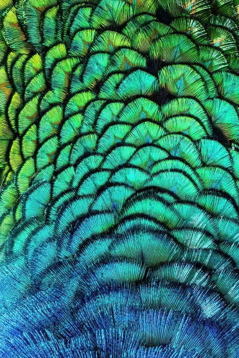Framed Print : USA, Utah. Peacock feathers detail Framed Print : USA, Utah. Peacock feathers detail