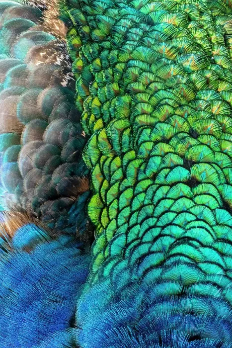 Framed Print : USA, Utah. Peacock feathers detail Framed Print : USA, Utah. Peacock feathers detail