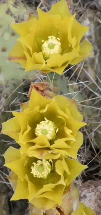 Framed Print : USA, Utah. Prickly pear cactus bloom, Arches National Park
