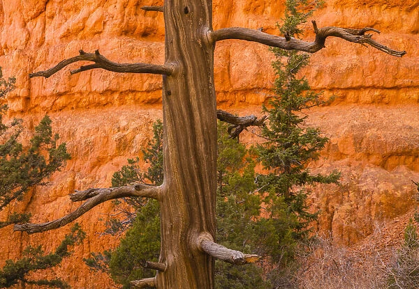 USA, Utah, Red Canyon. Rock formation and dead ponderosa pine tree