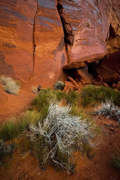 USA, Utah. Reddish rock face and vegetation