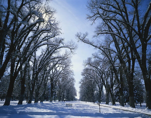 USA, Utah, Salt Lake City, Liberty Park, Treelined promenade in winter