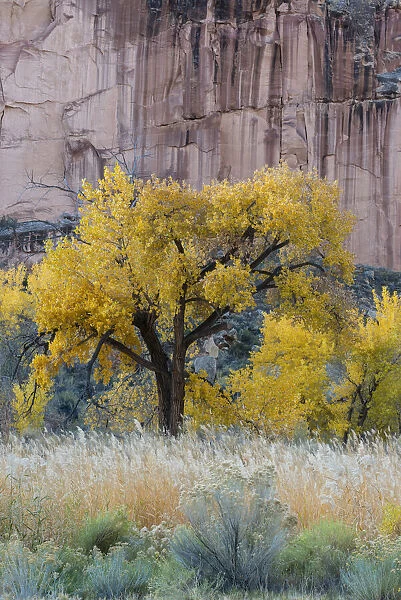 USA, Utah. Sandstone cliff face and autumn cottonwood trees, Capital Reef National Park