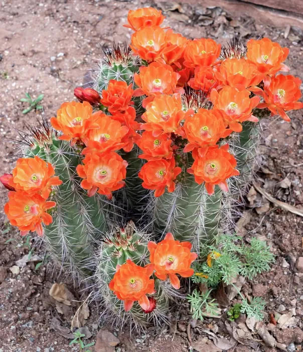 Framed Print : USA, Utah. Scarlet hedgehog cactus, Red Butte Gardens Framed Print : USA, Utah. Scarlet hedgehog cactus, Red Butte Gardens