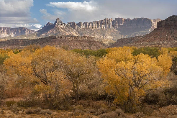 USA, Utah, Smithsonian Butte. Mountain landscape with cottonwood trees in autumn