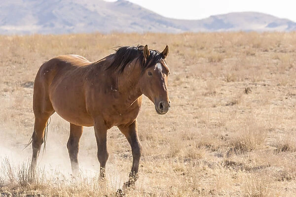 USA, Utah, Tooele County. Wild horse adult walking