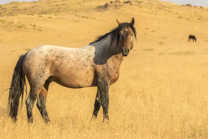 Framed Print : USA, Utah, Tooele County. Wild horse adult profile