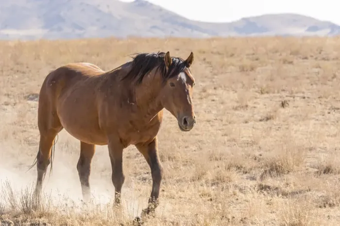 Framed Print : USA, Utah, Tooele County. Wild horse adult walking Framed Print : USA, Utah, Tooele County. Wild horse adult walking