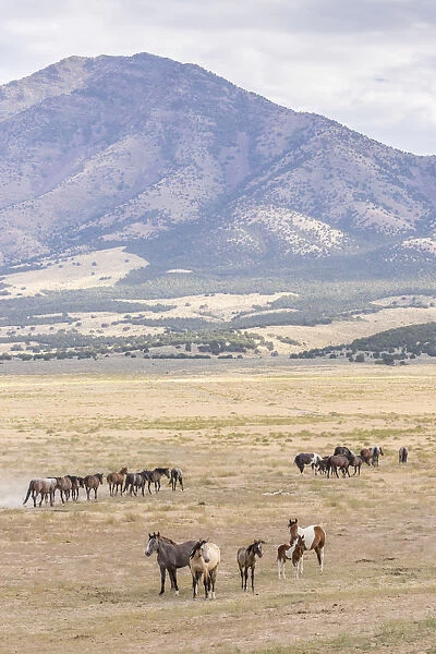 USA, Utah, Tooele County. Wild horse bands and mountain
