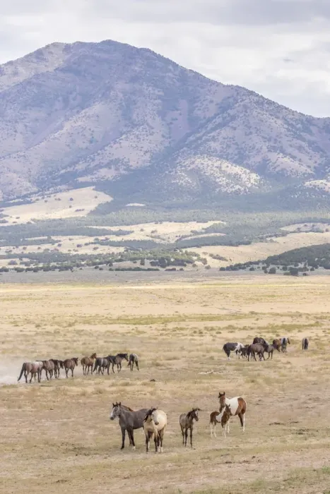 Framed Print : USA, Utah, Tooele County. Wild horse bands and mountain