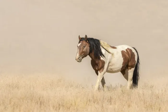 Framed Print : USA, Utah, Tooele County. Wild horse close-up