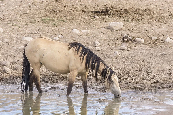 USA, Utah, Tooele County. Wild horse drinking from waterhole
