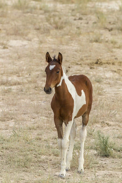 USA, Utah, Tooele County. Wild horse foal close-up
