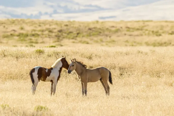 Framed Print : USA, Utah, Tooele County. Wild horse foals greeting Framed Print : USA, Utah, Tooele County. Wild horse foals greeting