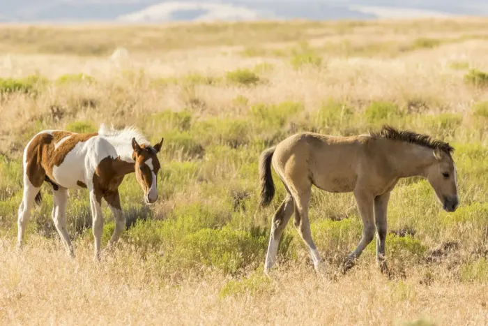 Framed Print : USA, Utah, Tooele County. Wild horse foals walking