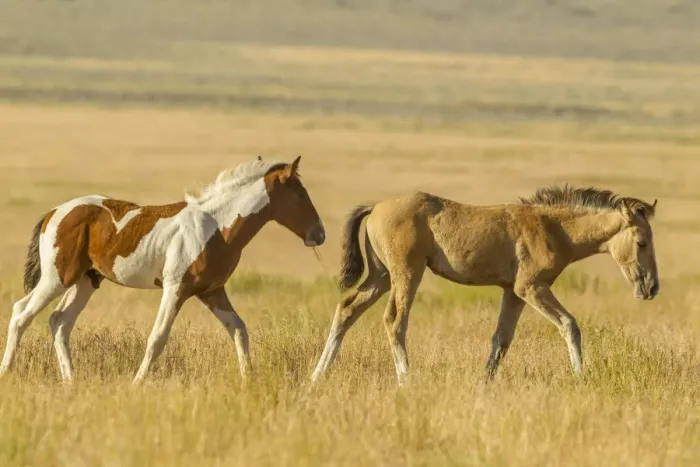 Framed Print : USA, Utah, Tooele County. Wild horse foals walking