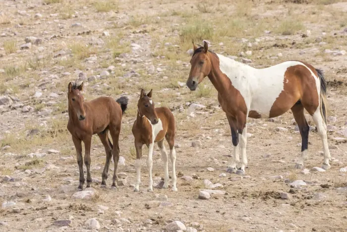 Framed Print : USA, Utah, Tooele County. Wild horse mare and colts Framed Print : USA, Utah, Tooele County. Wild horse mare and colts