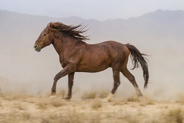 USA, Utah, Tooele County. Wild horse running