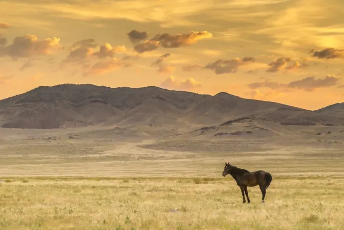 Framed Print : USA, Utah, Tooele County. Wild horse at sunrise