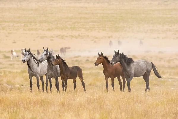 USA, Utah, Tooele County. Wild horses alert