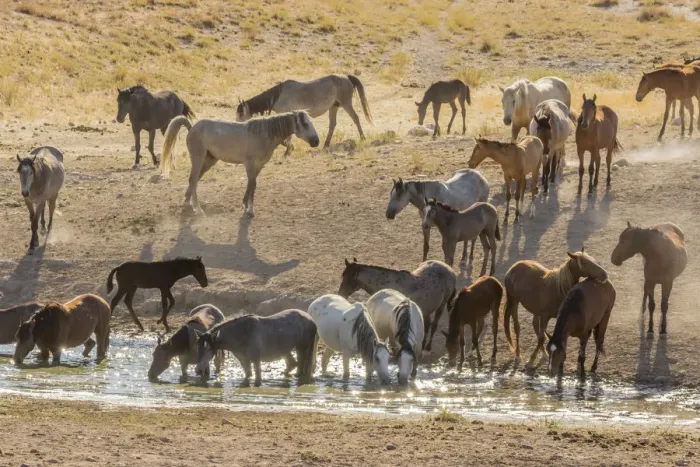 Framed Print : USA, Utah, Tooele County. Wild horses drinking from waterhole Framed Print : USA, Utah, Tooele County. Wild horses drinking from waterhole