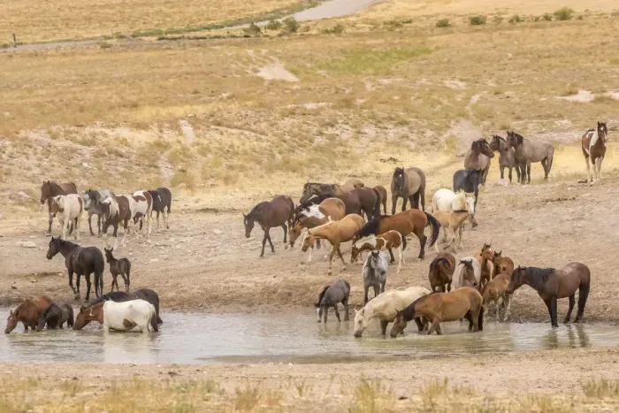 Framed Print : USA, Utah, Tooele County. Wild horses drinking from waterhole Framed Print : USA, Utah, Tooele County. Wild horses drinking from waterhole