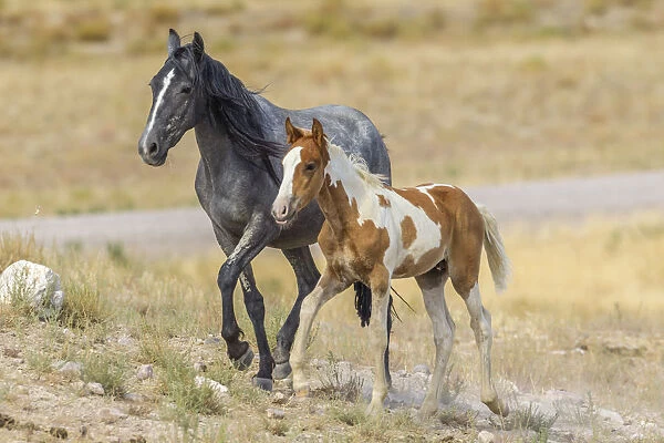 USA, Utah, Tooele County. Wild horses mother and colt