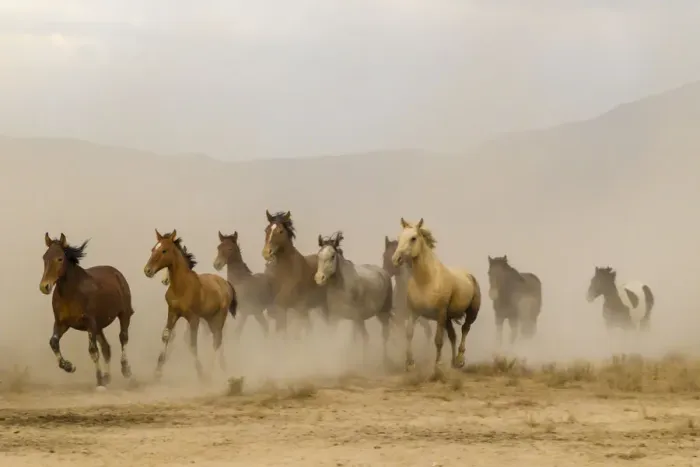 Framed Print : USA, Utah, Tooele County. Wild horses running Framed Print : USA, Utah, Tooele County. Wild horses running