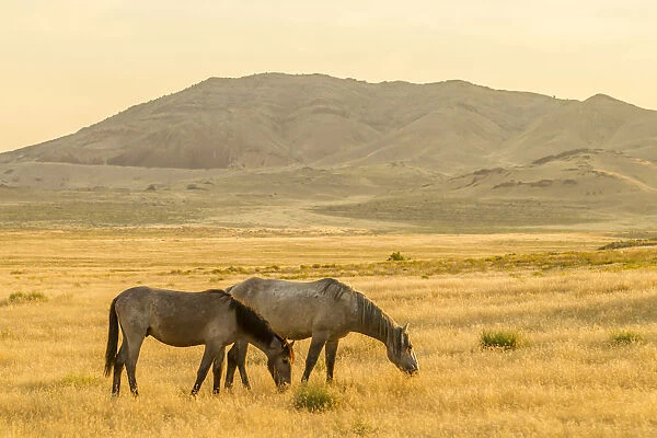 USA, Utah, Tooele County. Wild horses at sunrise