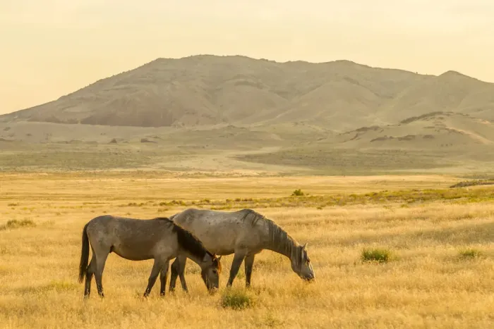Framed Print : USA, Utah, Tooele County. Wild horses at sunrise Framed Print : USA, Utah, Tooele County. Wild horses at sunrise