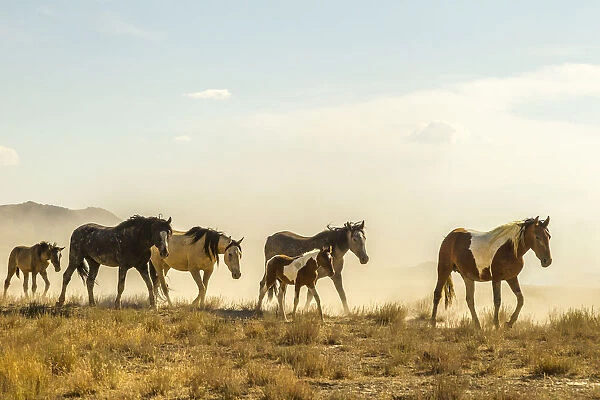 USA, Utah, Tooele County. Wild horses walking