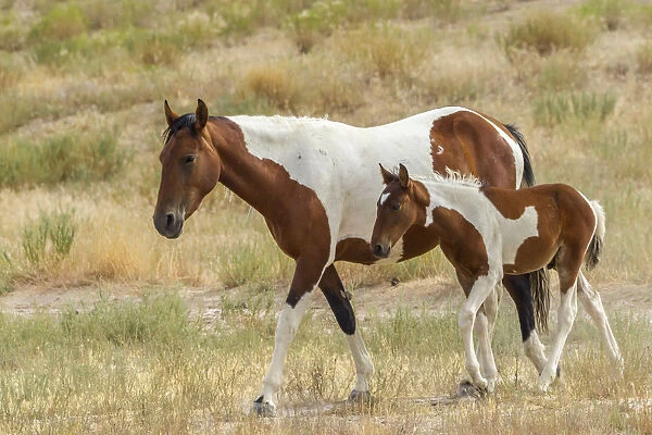 USA, Utah, Tooele County. Wild mare horse and colt
