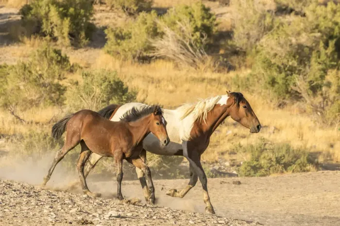 Framed Print : USA, Utah, Tooele County. Wild mare horse and colt running Framed Print : USA, Utah, Tooele County. Wild mare horse and colt running