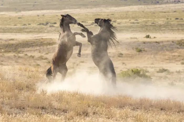 Framed Print : USA, Utah, Tooele County. Wild stallions fighting