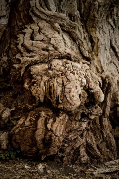 Framed Print : USA, Utah, Torrey. Capitol Reef National Park, The Mail Tree, Fremont Cottonwood Framed Print : USA, Utah, Torrey. Capitol Reef National Park, The Mail Tree, Fremont Cottonwood